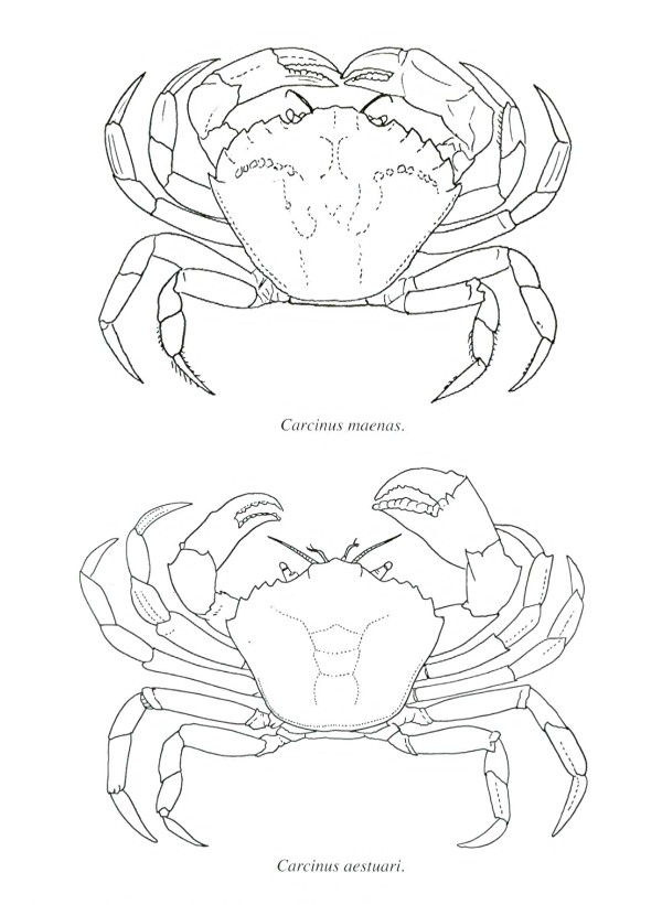 Carcinus aestuarii  da Riccione